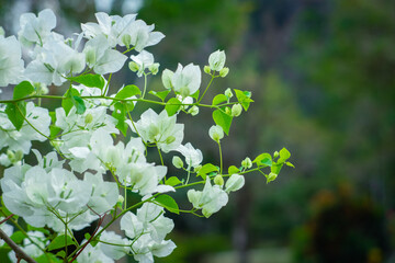Beautiful bougainvillea, White bougainvillea flowers, white flowers look like paper, selective point, use wallpaper,