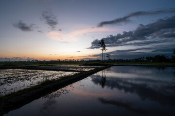 Fototapeta na wymiar The sun sets over the rice fields. sunset reflection