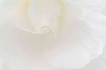 Fototapeta na wymiar 白いバラ