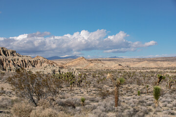 Joshua Trees at Red Rock Canyon