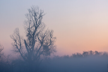 Fototapeta na wymiar Dawn, fog and a lone tree