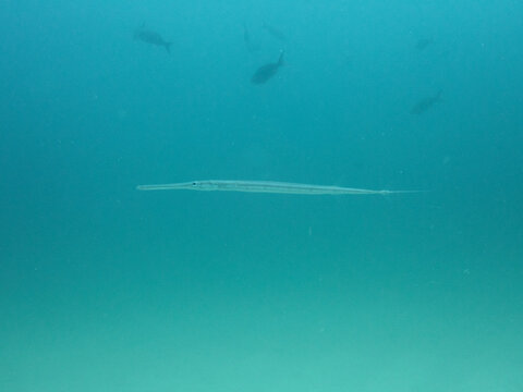 Reef Cornetfish