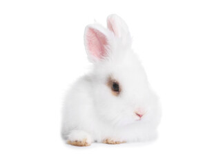 Fluffy rabbit on white background. Cute pet