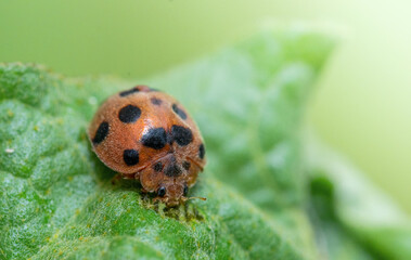 ladybug on green leaf in close up