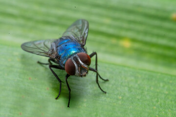 fly on green leaf in close up