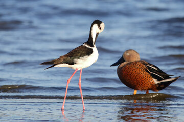 Ave playera acicalándose 