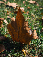 autumn leaves on the grass