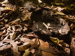 Leaves on the ground