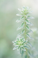 ウエストリンギア