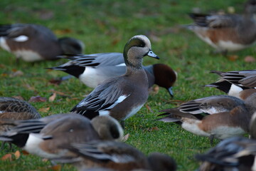 American Wigeon Male