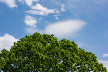 森と空