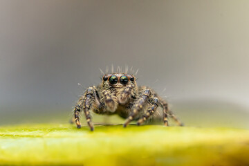 jump spider on leaf in close up