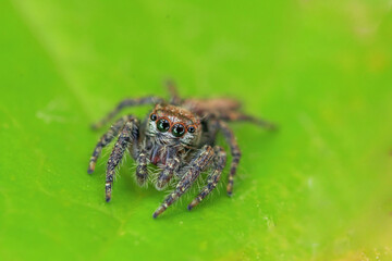 jump spider on leaf in close up