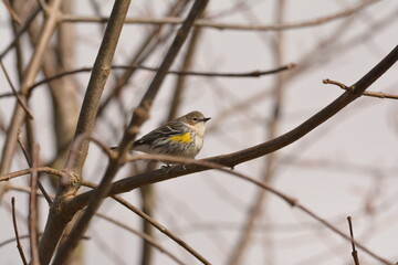 Yellow-rumped Warbler on a branch
