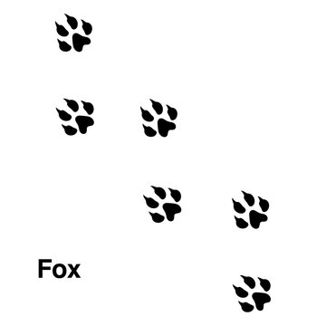Fox foot print, animal paw print isolated on white background.eps