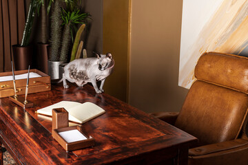 An absolutely beautiful and elegant Canadian Sphynx cat of gray color with mesmerizing big green eyes is walking on a vintage wooden desk.