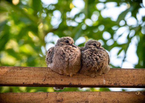 dos aves tortolas descansando sobre madera juntas con fondo de hojas desenfocadas