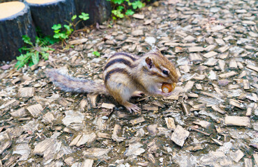 どんぐりをかじるシマリス