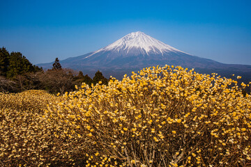 富士山と三つ叉のはな