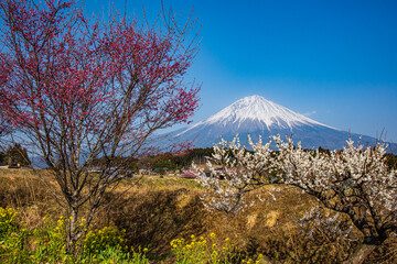 富士山と白梅