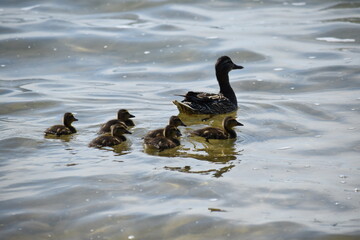 Mother duck and ducklings 