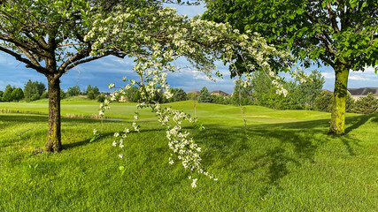 golf course green through the trees with spring bloom