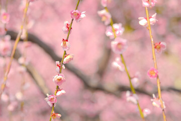 [愛知県]名古屋市農業センターの梅の花