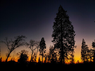 sunset in the forest