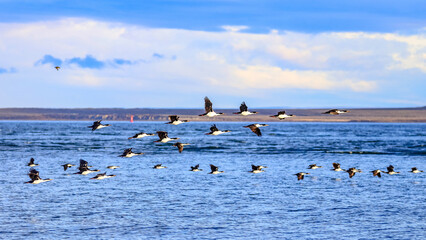 Magdalena Island, Punta Arenas, Chile