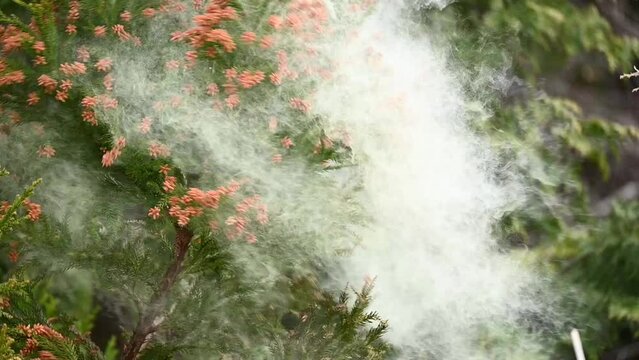 杉の花粉 ③ 花粉少ないスギはわずか1％ 進まぬ植え替えの足かせは／上