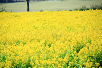菜の花畑	
