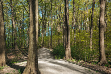 path in the woods on sunny day