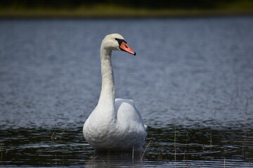 Swan 