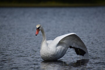 Swan 