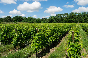 Fototapeta na wymiar A vineyard with blue sky and clouds