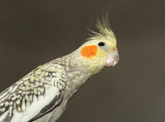 The Female cockatiel  (Nymphicus hollandicus), also known as weiro, or quarrion.