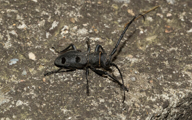 Morimus funereus is a species of beetle in family Cerambycidae.