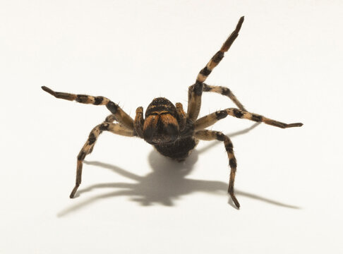 Lycosa is a genus of wolf spiders. (Lycosa singoriensis).