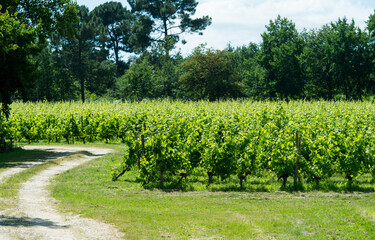 A vineyard with trees in the background