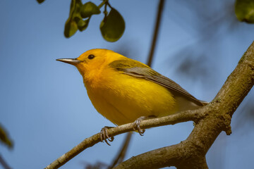 A male Prothonotary Warbler poses on a twig. Raleigh, North Carolina.