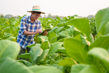 Cropped view of Asian farmer working in tobacco field checking quality of tobacco leaves, counting age before harvest and inspect the quality in the farm, Agriculture concept.