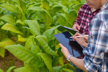 Cropped view of Asian farmer working in tobacco field checking quality of tobacco leaves, counting age before harvest and inspect the quality in the farm, Agriculture concept.