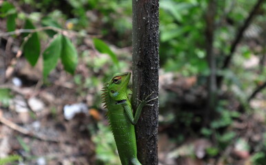 A Calotes Calotes lizard is staring while on a stem vertically by holding the stem