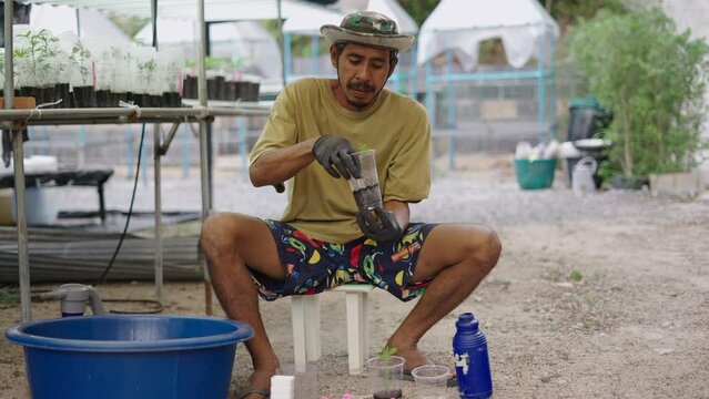 Marihuana farmer using organic growing hormones to clone plants