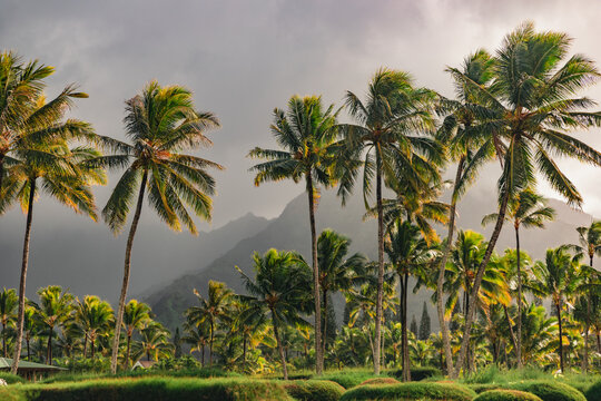 Stormy Palm Trees and Mountain Backdrop