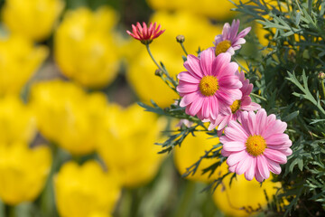 ピンクのマーガレットの花　春の花の背景素材