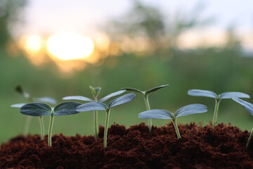  Pumpkins Seedlings are thriving from fertile soil, ecology concept. new life is coming,closeup
