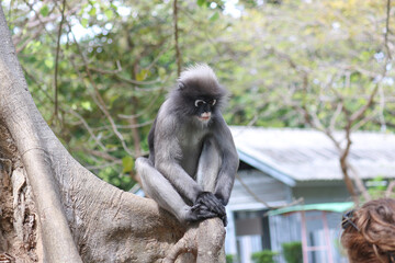 Feeding wild cute dusky leaf monkey (Trachypithecus obscurus). Wild primate danger concept.
