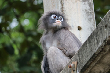 Cute young dusky leaf monkey (Trachypithecus obscurus) sits on a pole and is sad.