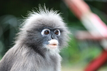 Portrait of a cute adult dusky leaf monkey (Trachypithecus obscurus).